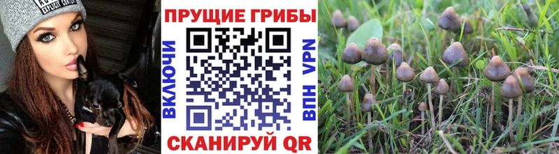 Псилоцибиновые грибы GOLDEN TEACHER  купить наркоту  Калач 